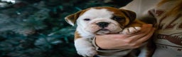 English Bulldog dogs for sale: Holly - Ad 1