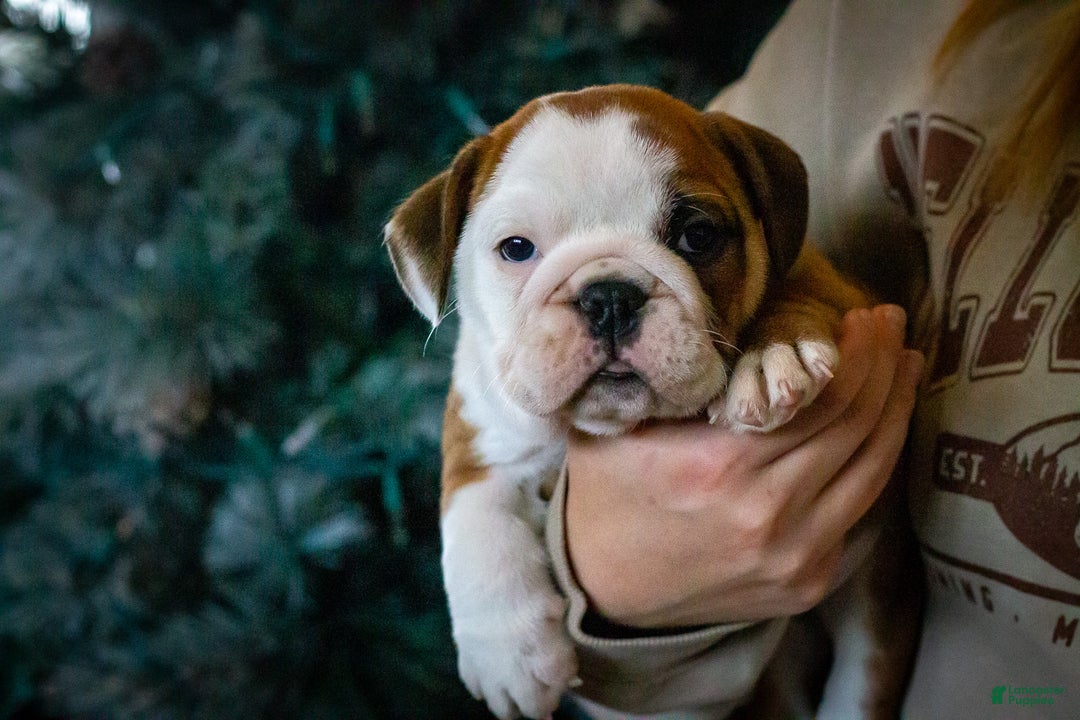 English Bulldog dogs for sale: Holly - Ad 1