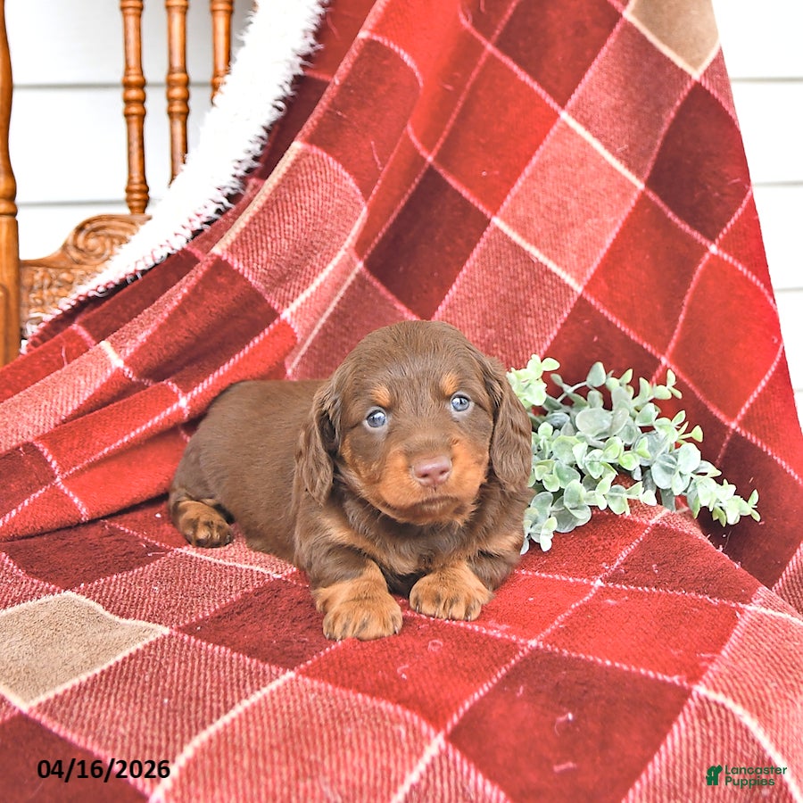 Miniature Dachshund dogs Kyla - Ad 2