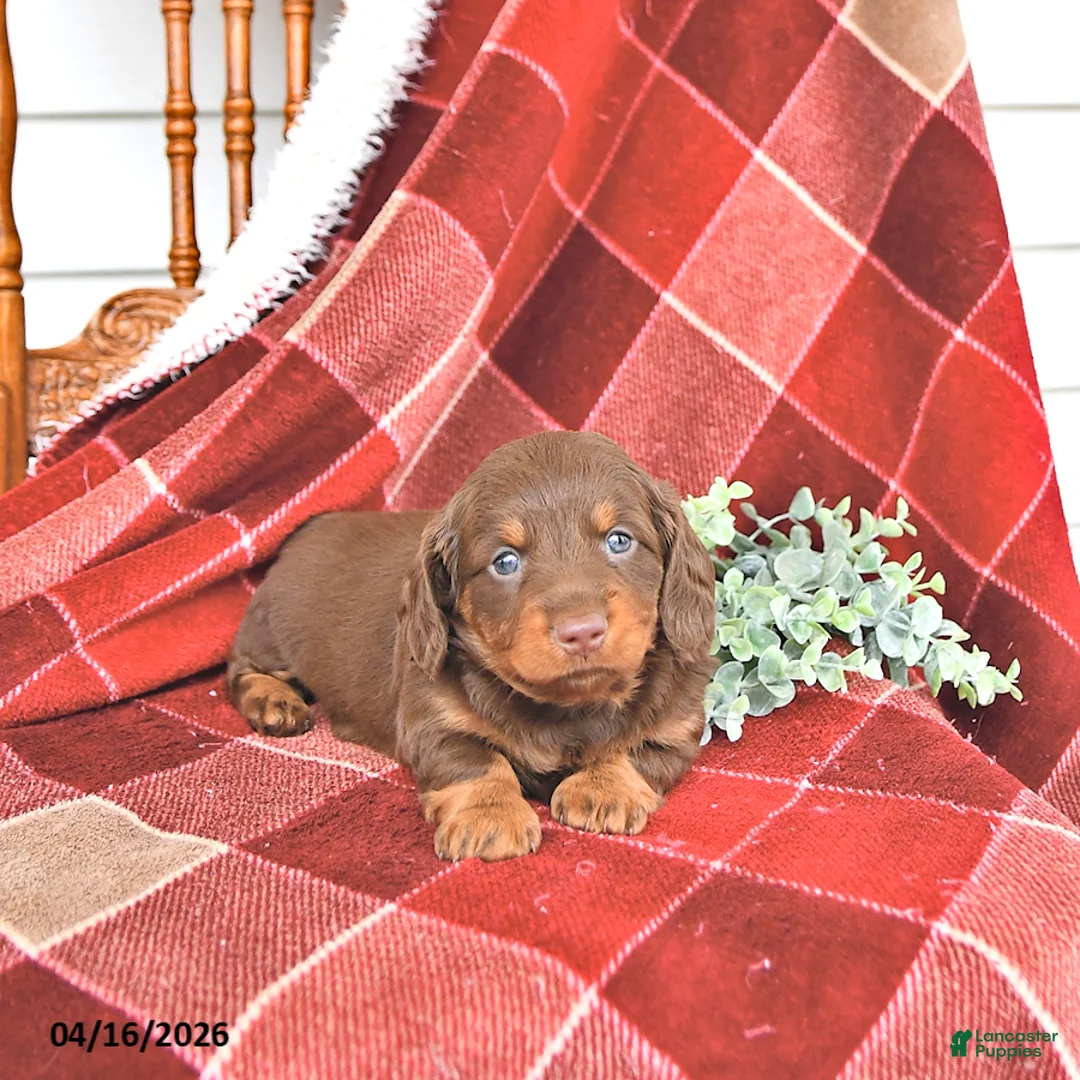 Miniature Dachshund dogs for sale: Kyla - Ad 2