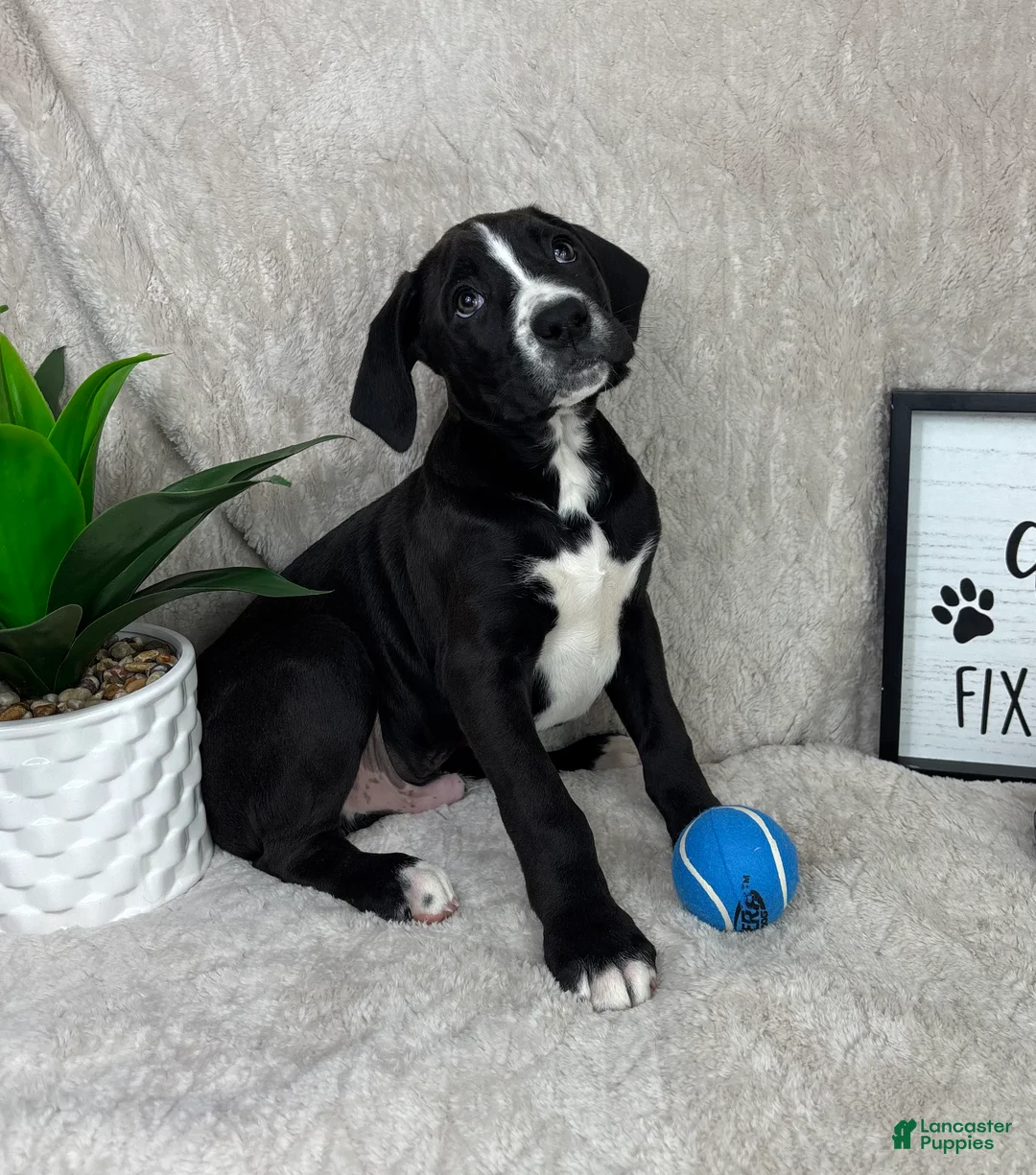 Boxer dogs for sale: Brody - Ad 6