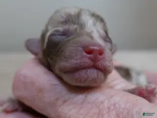 Toy Poodle dogs Chocolate merle rarest color in the world neutered - Ad 29