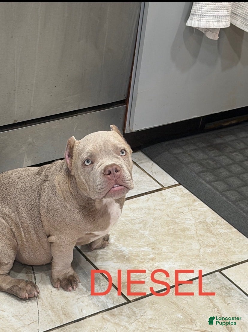 American Bully dogs American Bully 4 - Ad 2