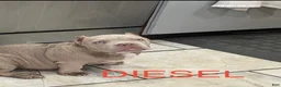 American Bully dogs for sale: American Bully 4 - Ad 2