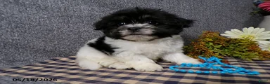 Kye