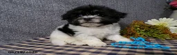 Havanese dogs for sale: Kye - Ad 1
