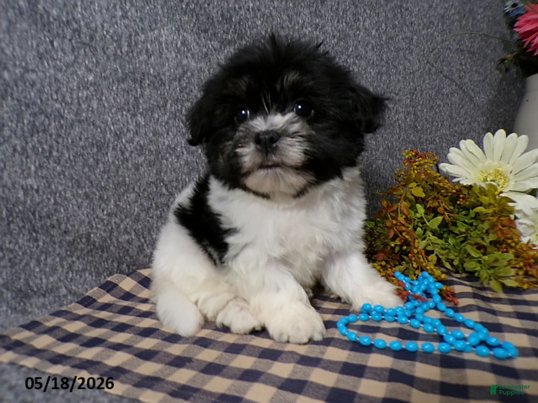 Havanese dogs for sale: Kye - Ad 1