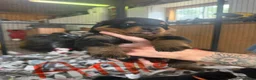Rottweiler dogs for sale: Rottweiler 1 - Ad 1