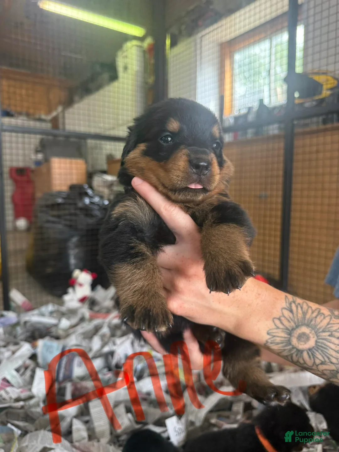 Rottweiler dogs for sale: Rottweiler 1 - Ad 1
