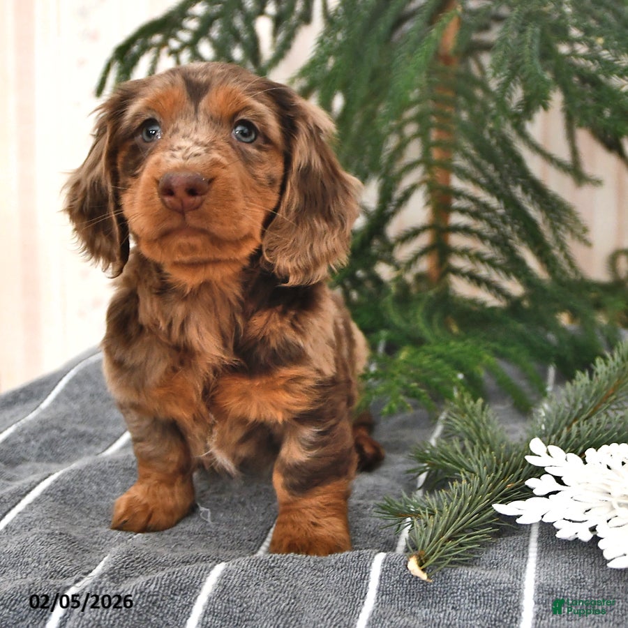 Miniature Dachshund dogs Bella   - Ad 2