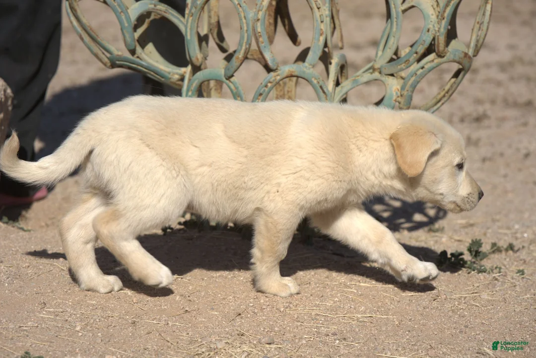 Mixed Breed dogs for sale: Toes M Lorek - Ad 10