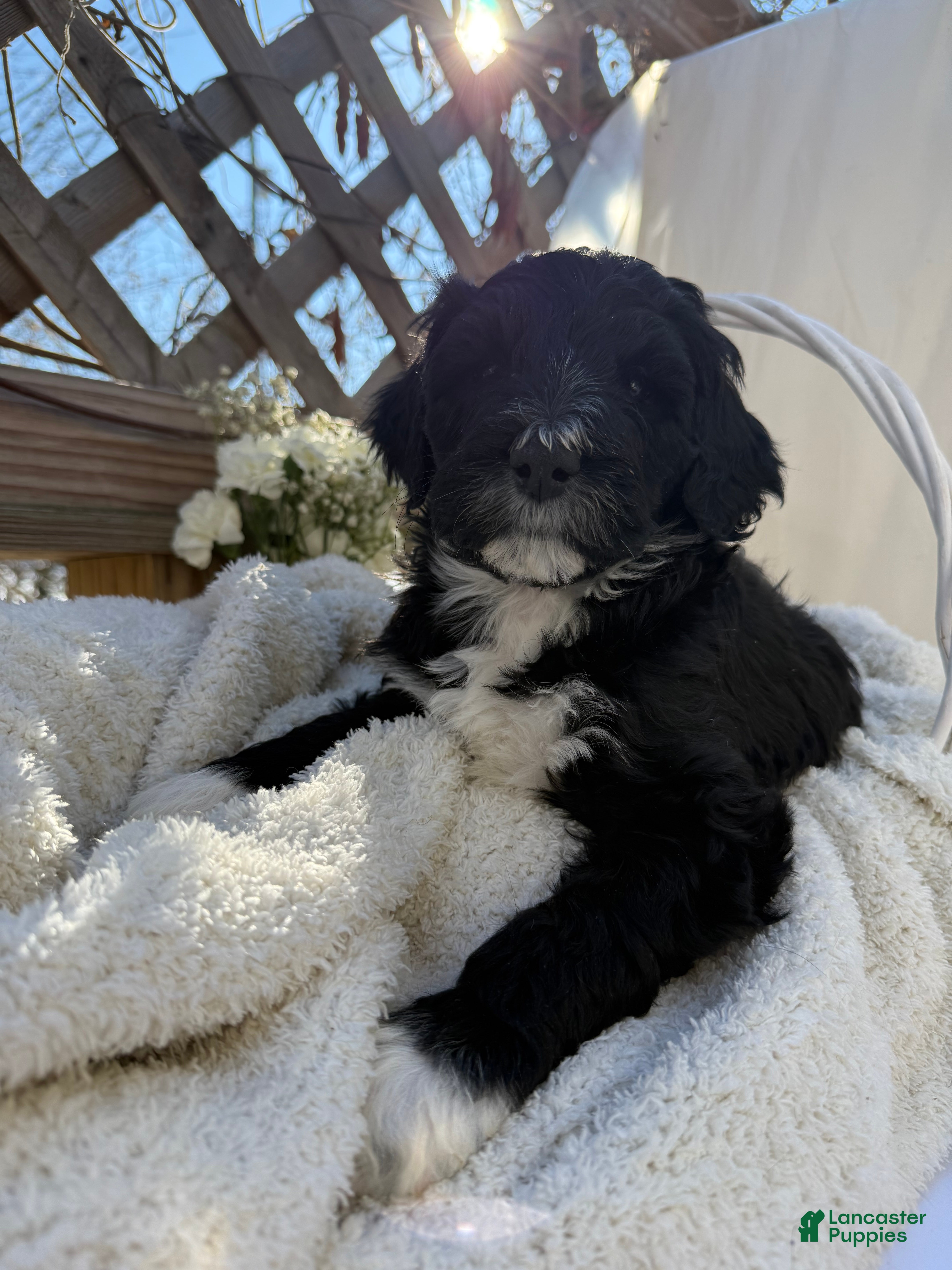 Mixed Breed dogs Beauty  - Ad 40