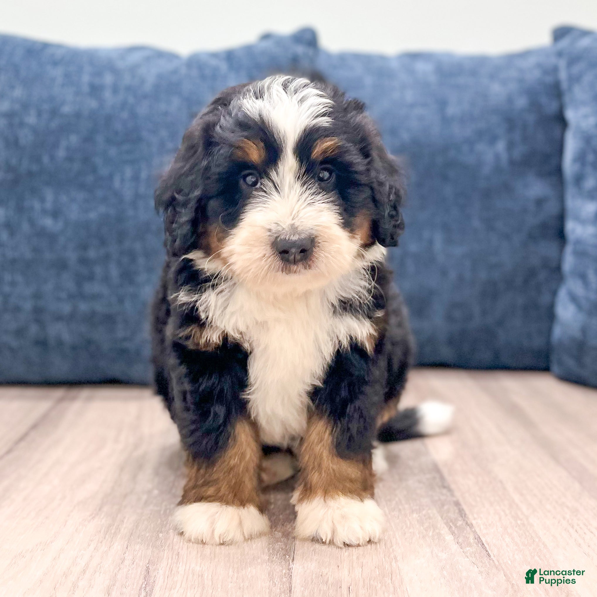 Mini Bernedoodle dogs Rocket - Ad 1