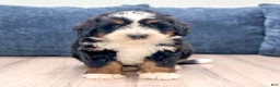 Mini Bernedoodle dogs for sale: Rocket - Ad 1