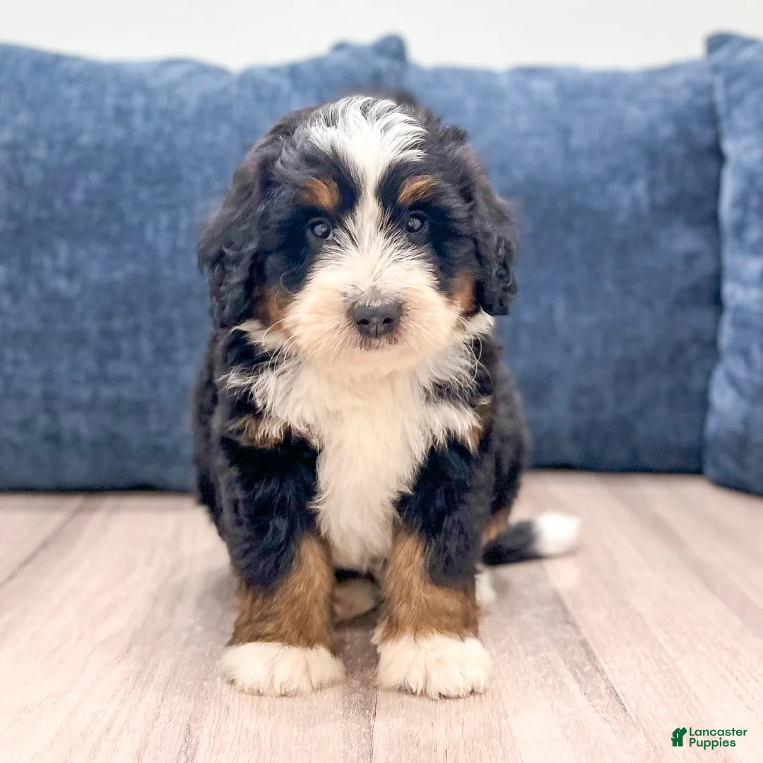 Mini Bernedoodle dogs for sale: Rocket - Ad 1