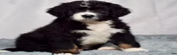 Bernedoodle dogs for sale: Wade - Ad 3