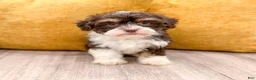 Havanese dogs for sale: Alice - Ad 3