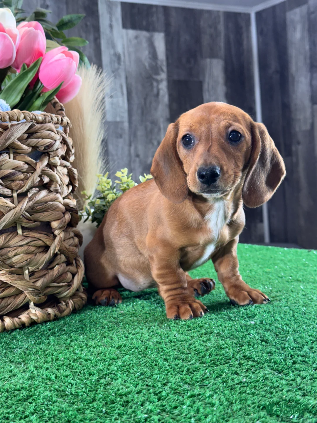 Dachshund dogs for sale: Dahlia - Ad 2