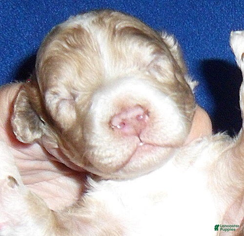 Yorkiepoo dogs for sale: Patches - Ad 1