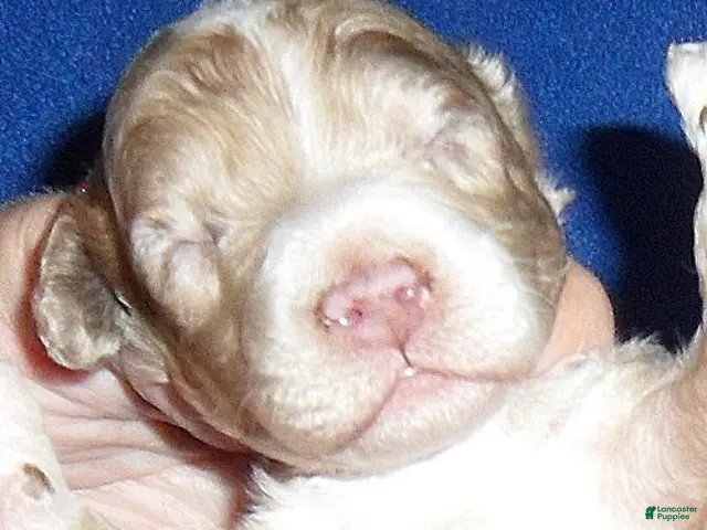 Yorkiepoo dogs for sale: Patches - Ad 1