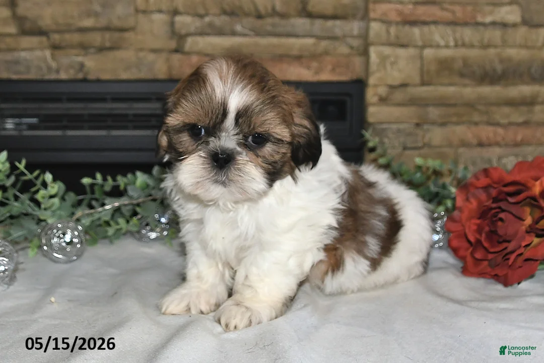 Shih Tzu dogs for sale: Theo - Ad 1