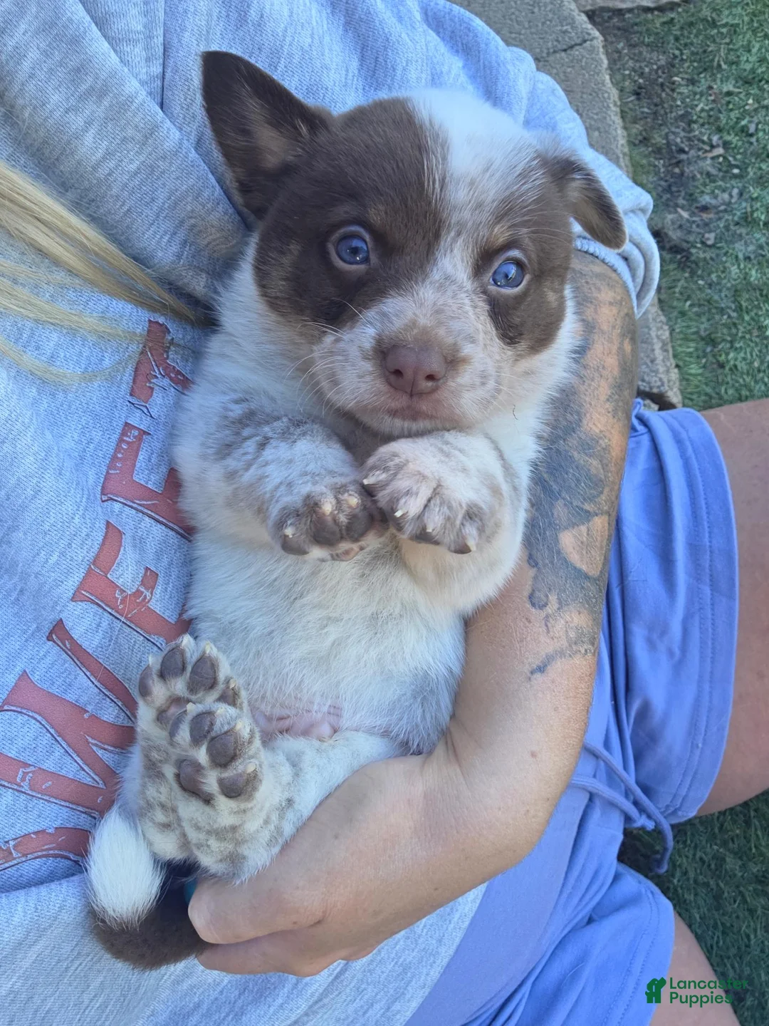 Mixed Breed dogs for sale: Mixed Breed 1 - Ad 2