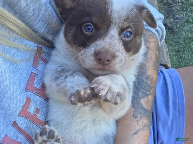 Mixed Breed dogs for sale: Mixed Breed 1 - Ad 2