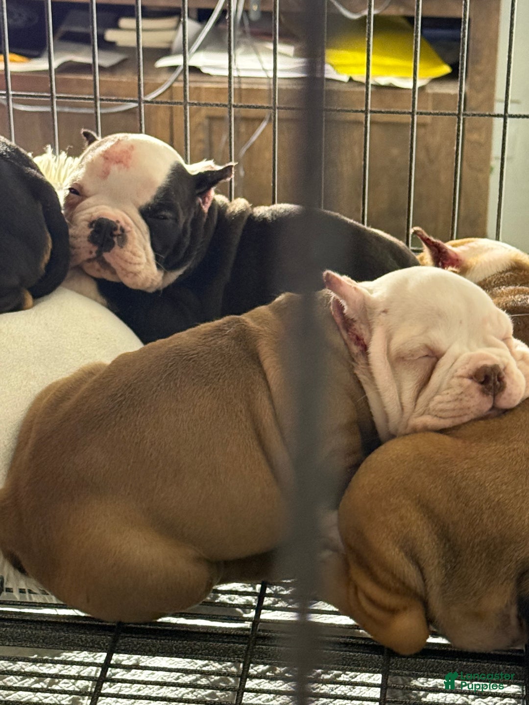 American Bully dogs for sale: American Bully Puppy 1 - Ad 5