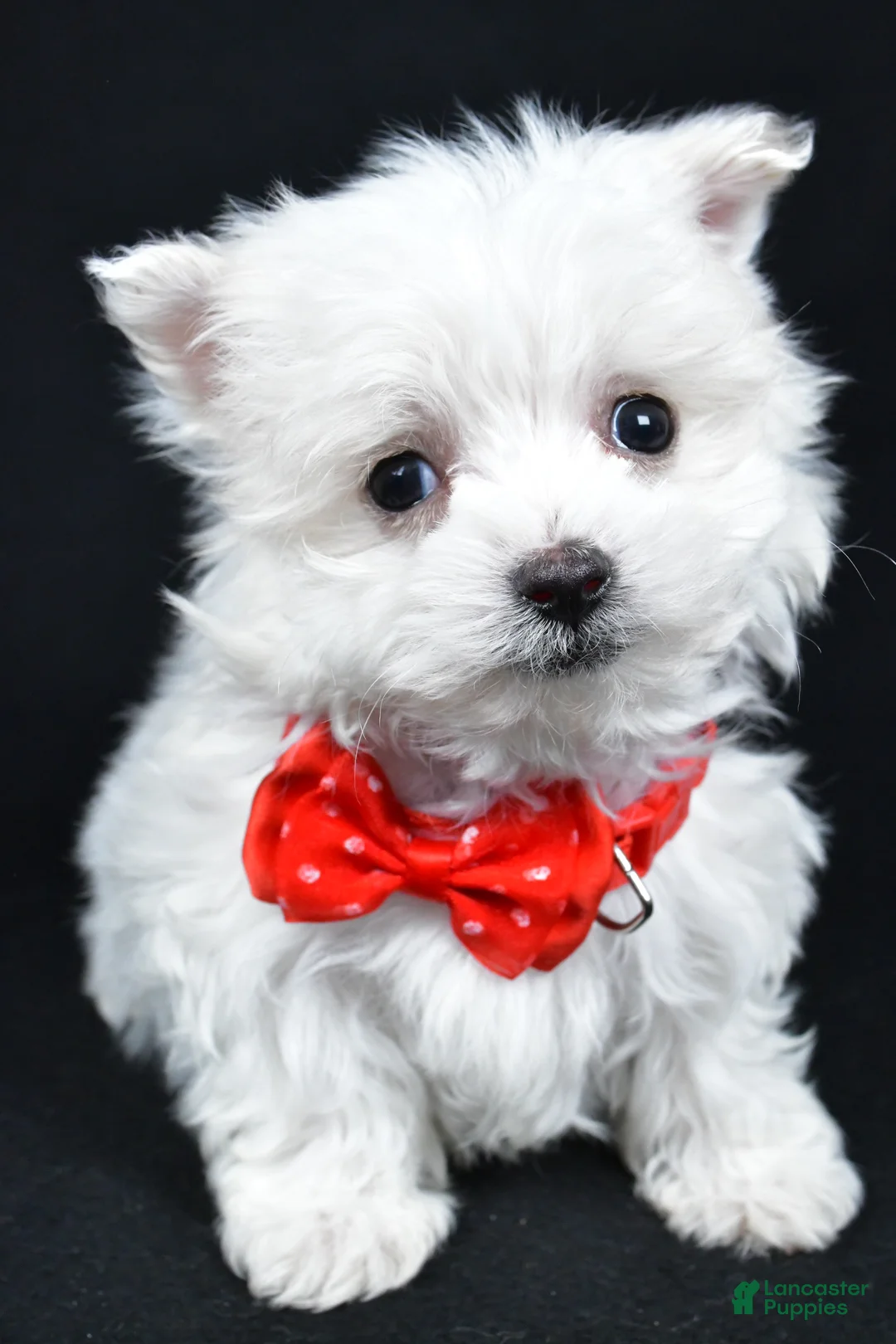 Maltese dogs for sale: Alexander - Ad 7