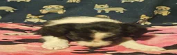 Chihuahua dogs for sale: Noddy (T-Cup) - Ad 21