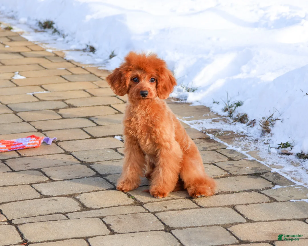 Cavapoo dogs for sale: Beauty  - Ad 16