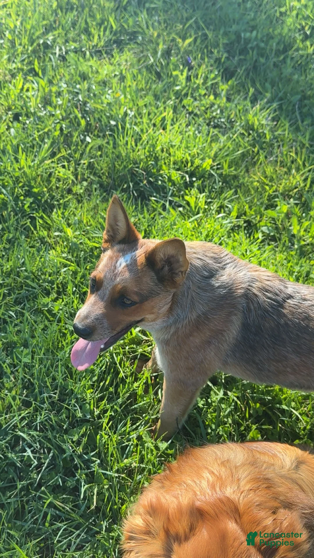 Mixed Breed dogs for sale: Bruce - Ad 3