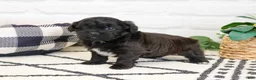 Shihpoo dogs for sale: Harry  - Ad 1