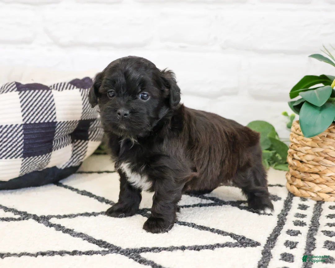 Shihpoo dogs for sale: Harry  - Ad 1