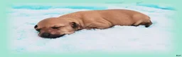 Italian Greyhound dogs for sale: Sebastian - Ad 3