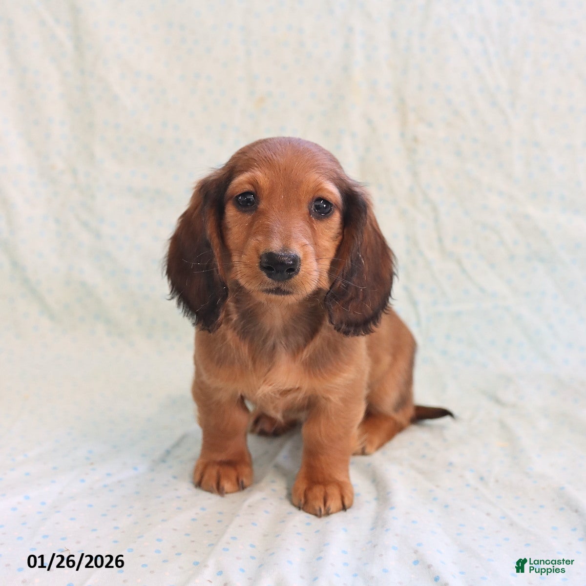Miniature Dachshund dogs Jason - Ad 10