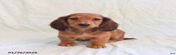 Miniature Dachshund dogs for sale: Jason - Ad 1