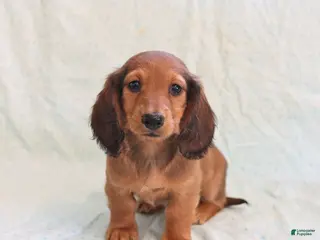 Miniature Dachshund dogs Jason - Ad 15
