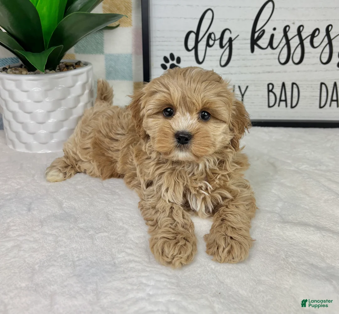 Cavapoo dogs for sale: Cooper - Ad 2