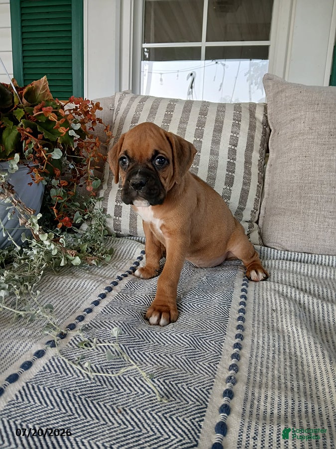 Boxer dogs Tanker - Ad 2