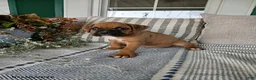 Boxer dogs for sale: Tanker - Ad 2
