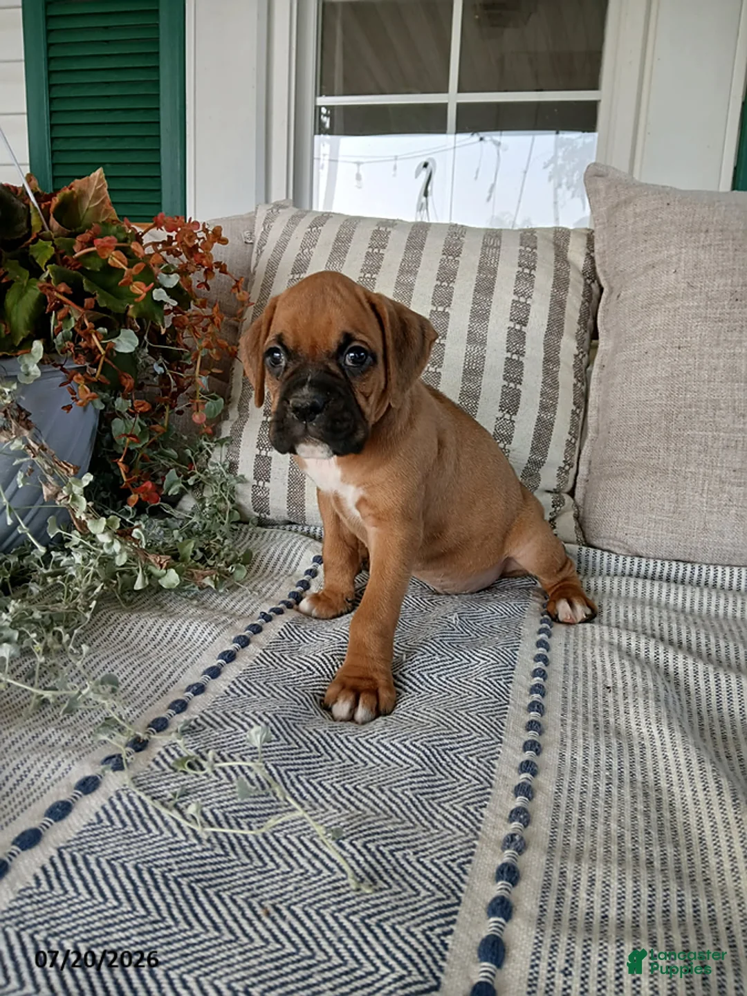 Boxer dogs for sale: Tanker - Ad 2