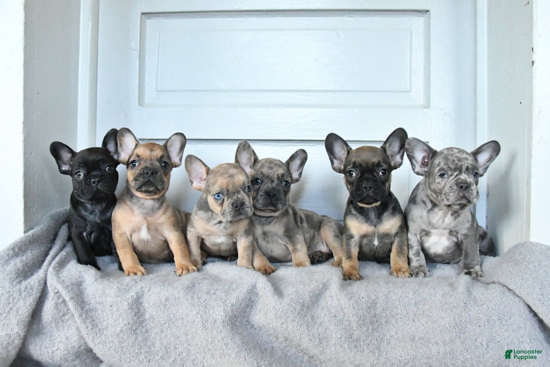 French Bulldog dogs for sale: Pebbles - Ad 3