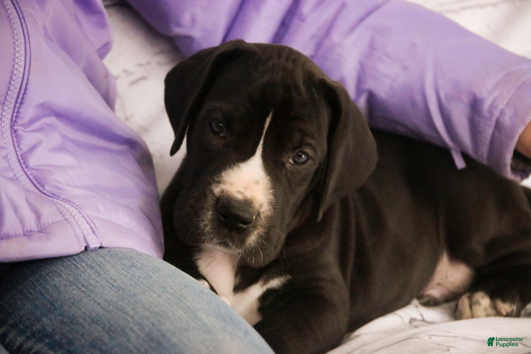 Great Dane dogs for sale: Toby - Ad 4