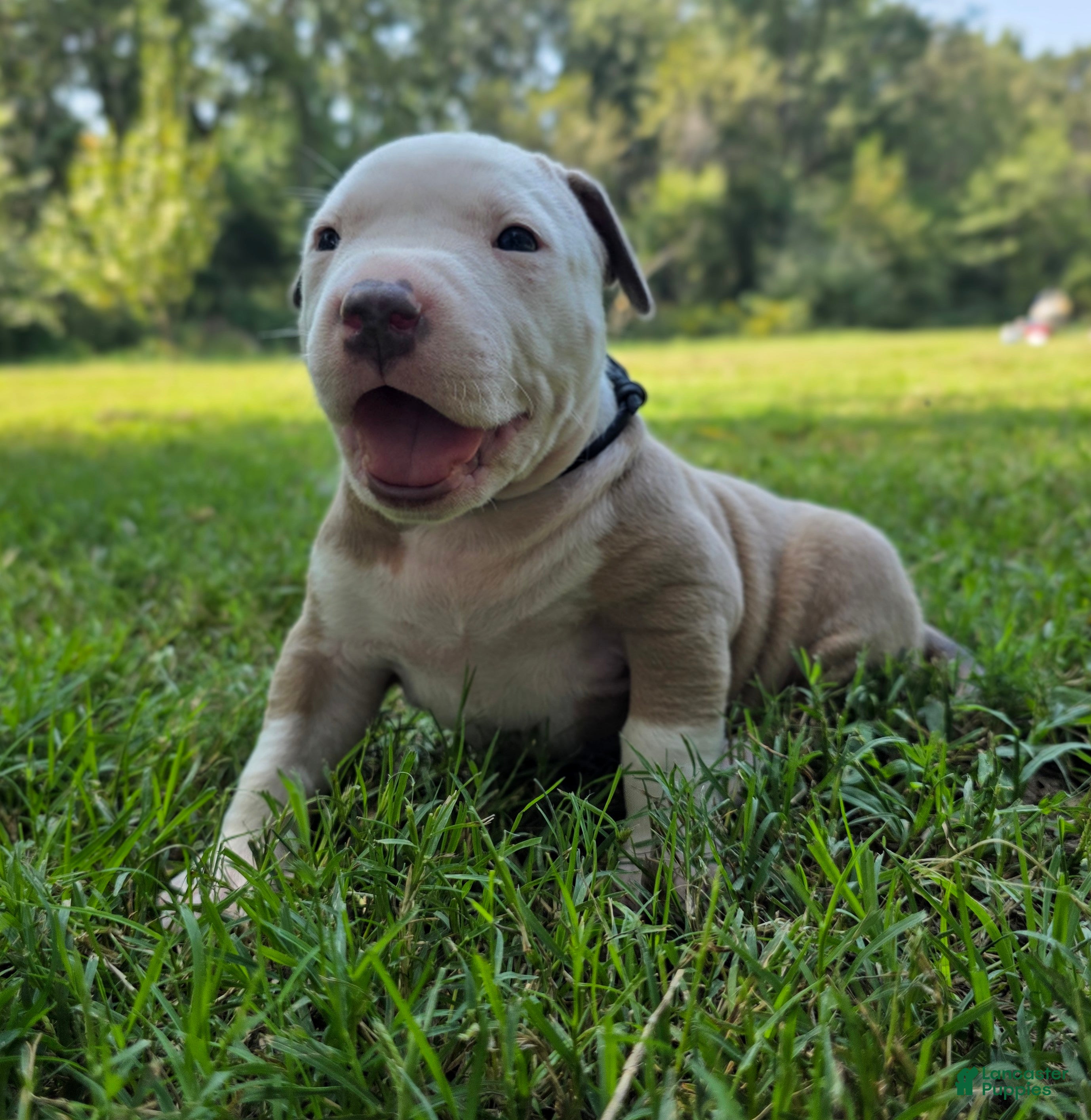 American Bully dogs for sale: American Bully 3 - Ad 1