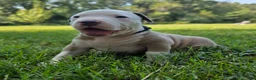 American Bully dogs for sale: American Bully 3 - Ad 1