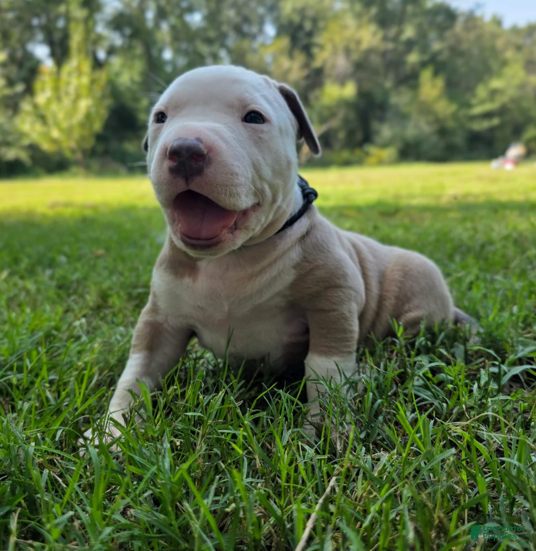 American Bully dogs for sale: American Bully 3 - Ad 1