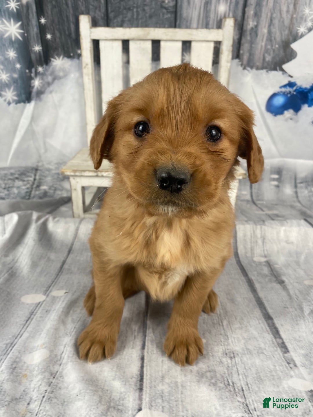 Golden Retriever dogs for sale: Bobby - Ad 7