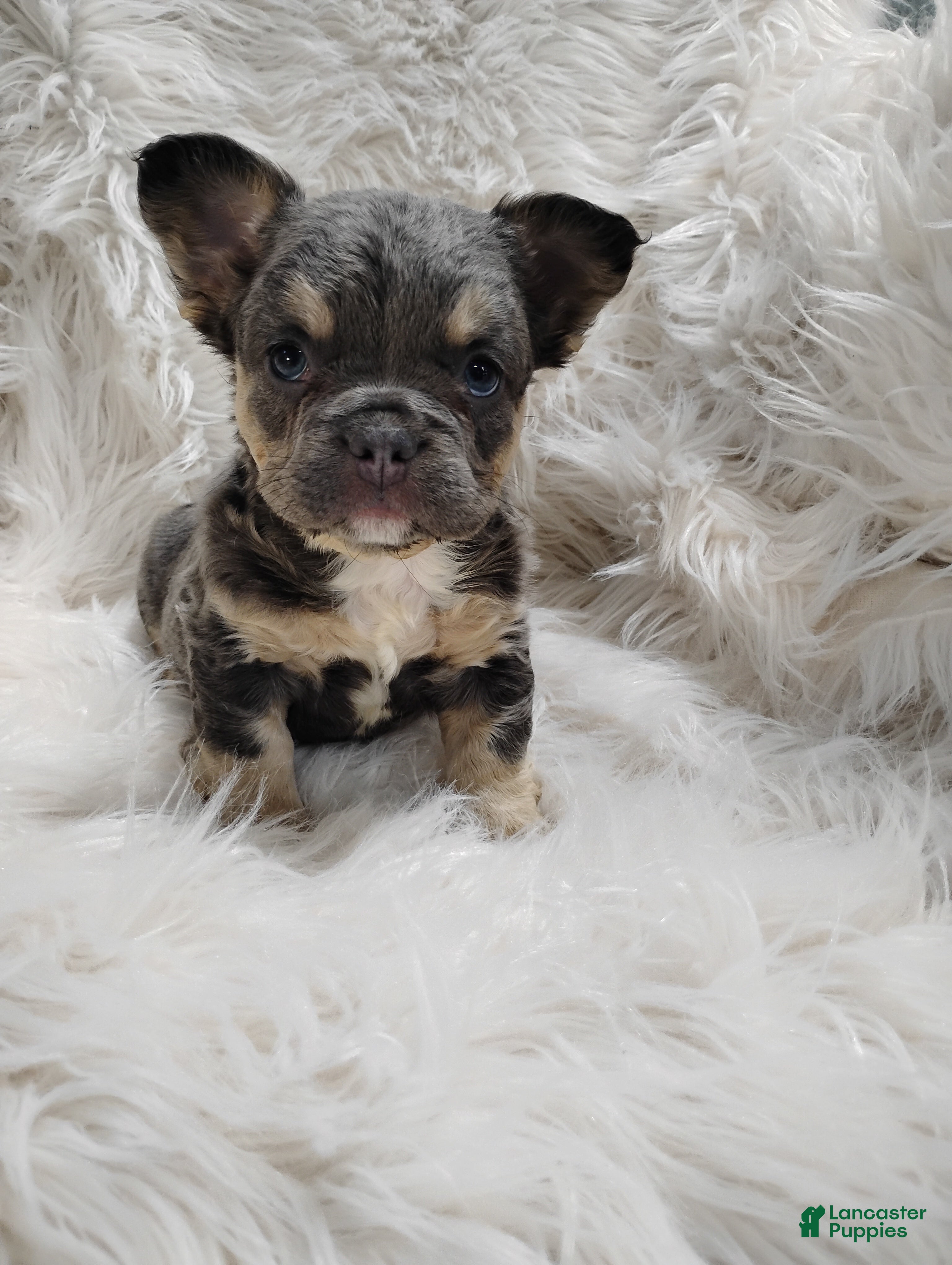 French Bulldog dogs Ellie  - Ad 1