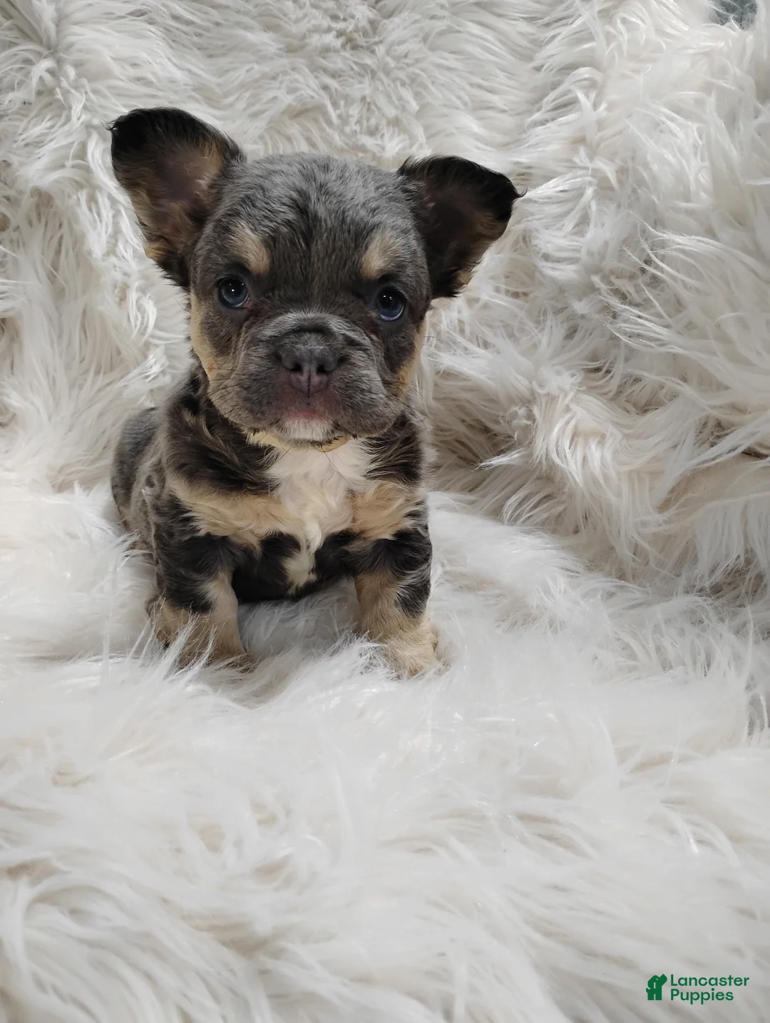 French Bulldog dogs for sale: Ellie  - Ad 1
